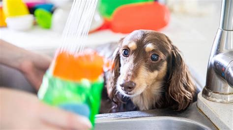 9 Safe And Effective Dachshund Dry Skin Remedies Sweet Dachshunds