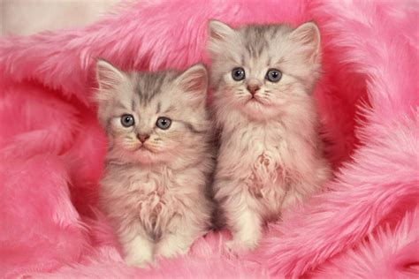 🔥 free download pink kitten wallpapers download at wallpaperbro [1999x1333] for your desktop