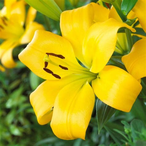 Lily Lonlorum Asiatic La Yellow Diamond 5 Bulbs Longfield Gardens