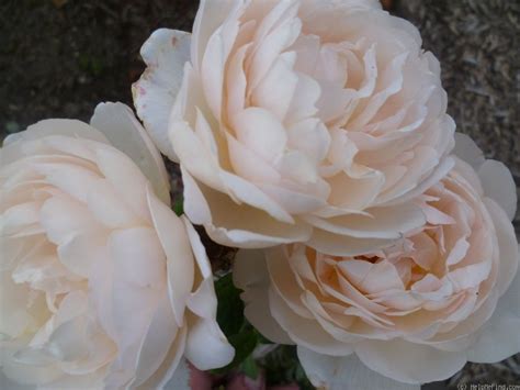 Wollerton old hall rose still produces one of the most attractive fragrance among david. 'Wollerton Old Hall' Rose Photo | Rose photos, Rose, Photo