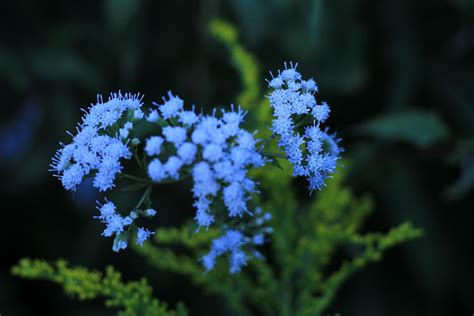 Blue Blue Flowers Ed Flickr