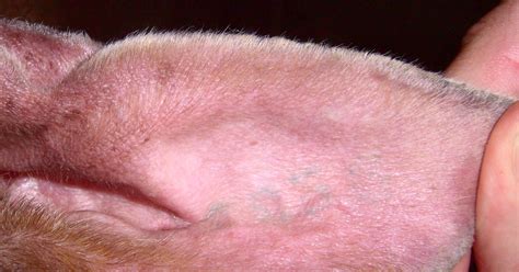 Dog Ear Infection Treating Yeast Infections In Dogs Ears