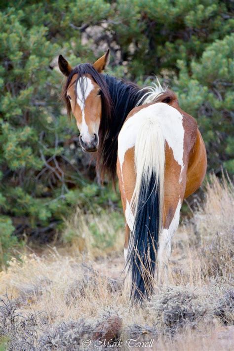 images  american mustang horse  pinterest    ideas  mustang