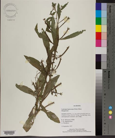 Ludwigia Leptocarpa Species Page Apa Alabama Plant Atlas