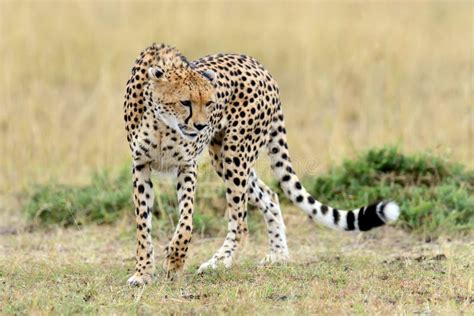 Cheetah On Savannah In Africa Stock Image Image Of Predator Africa