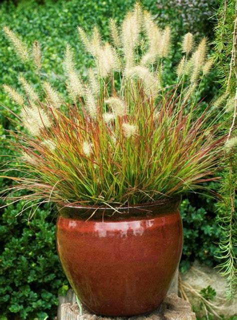 Foliage of fountain grass also has arching foliage that gets about 4 feet tall. Fountain Grass Pennisetum alopecuroides Burgundy Bunny from Growing Colors