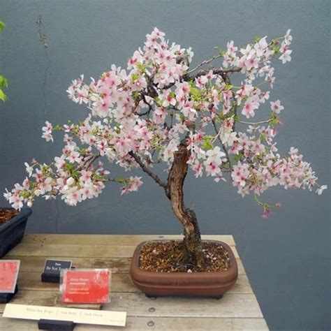 How To Grow Cherry Blossom Bonsai From Seed Home And Garden Reference