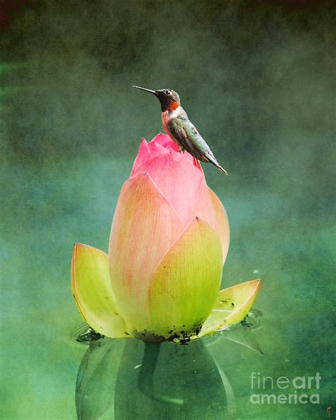 Hummingbird And The Lotus Photograph By Jai Johnson