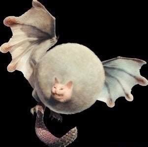 It is a 5 stars dragon, balanced monster which costs 55 units and it has 2 skills in puzzle & dragons. Literally Paolumu : MonsterHunterWorld