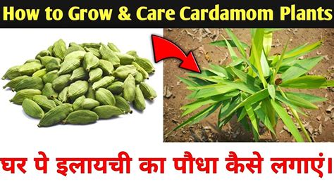 घर पर ही उगाएँ इलायची का पौधा How To Grow Cardamom Plant From Seed