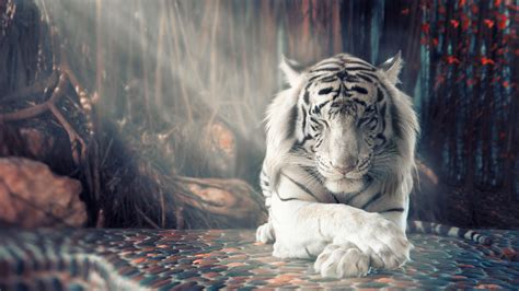 3d Hd White Tiger
