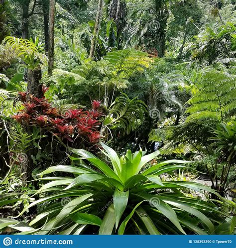 Plants And Trees In The Tropical Rainforest Jungle Stock Photo Image