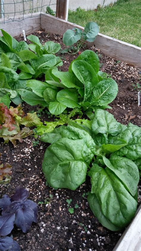 Burger king foot lettuce (self.copypasta). Square Foot Gardening in the City