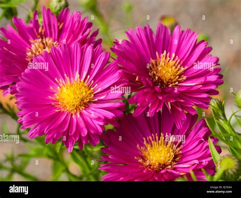 Bright Pink Flower With Yellow Centre Hi Res Stock Photography And