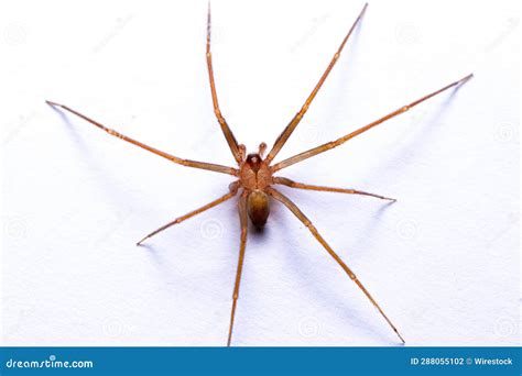 Close Up Of A Recluse Brown Or Violin Spider Loxoceles Perched On A