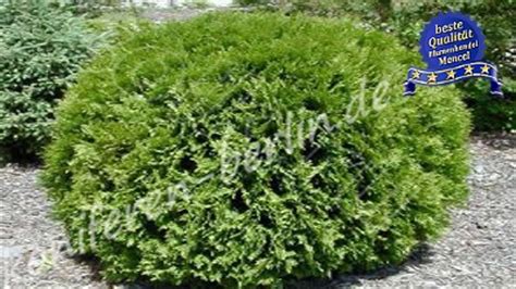 Shipped with our arrive alive guarantee. Thuja Kugelform