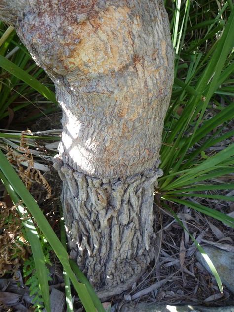 Budding, for example, is especially suited for beginners, while cleft grafting is more ideal to use for older trees. What's wrong with my flowering gum? - GardenDrum