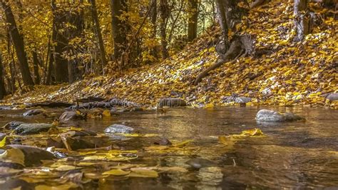 Stream In Golden Fall Forest Stock Photo Image Of Magical Foggy