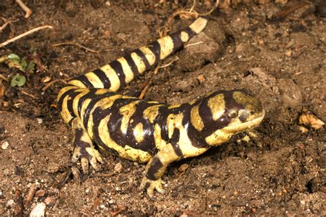 Reptiles Y Anfibios Cuidados De La Salamandra Tigre