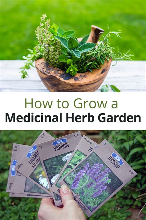 Tips For Growing A Medicinal Herb Garden In 2020 Medicinal Herbs