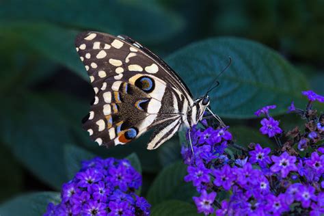 May 11, 2016 · decoys for white cabbage butterfly. ANNE BELMONT PHOTOGRAPHY | Butterflies | Orchard Swallowtail