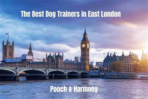 9 Of The Best Dog Trainers In East London Pooch And Harmony
