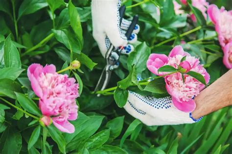 When To Cut Back Peonies Unlocking The Secrets Of Pruning