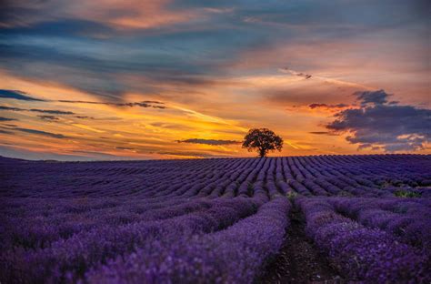 Download Vast Lavender Field At Sunset Wallpaper
