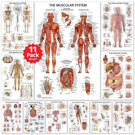 Buy 11 Human Anatomy S Medical S Muscular Skeletal Nervous