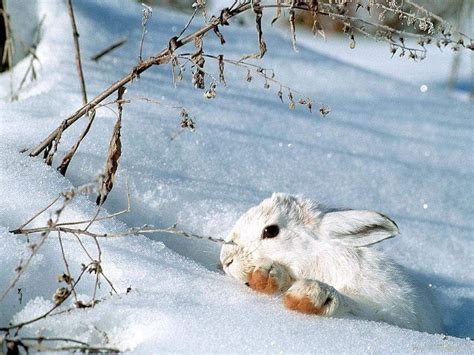 Free Download Snow Bunny Snow Bunny Wild Animals Wallpaper 2785485