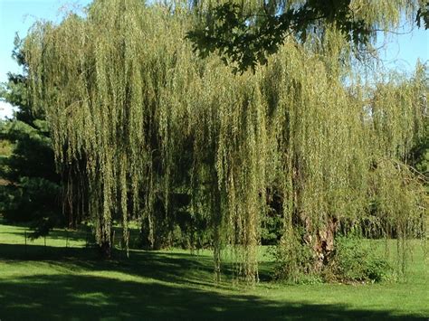 Free Stock Photo Of Tree Weeping Weeping Willow