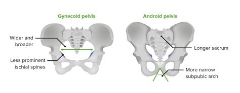 Pelvis Anatomía Concise Medical Knowledge