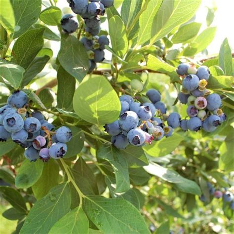 Draper Blueberry Plants Nature Hills Nursery