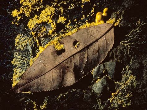 Check spelling or type a new query. The day 'dog vomit' slime mold invaded my front yard | PBS ...