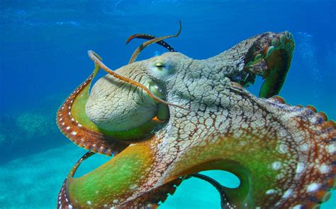 Octopus Close Colors Of Octopus Tentacles Eyes Wallpaper Hd For Desktop