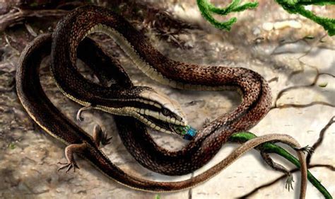 Ancient Fossil Of Four Legged Snake Is Discovered Nature News