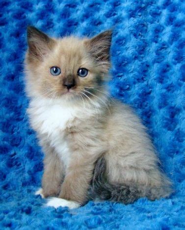 You name it, we've got it! ragdoll cat | Baby cats, Cute cats, Kittens cutest