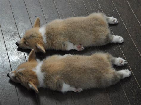 1 month corgi dog puppy ate too much and fell asleep over its food. cute puppy corgi puppies corgis pembroke welsh corgi count the corgis they are sleeping btw in ...