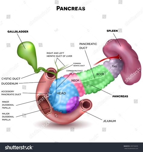 Pancreas Parts And Surrounding Organs Gallbladder Small Intestine And
