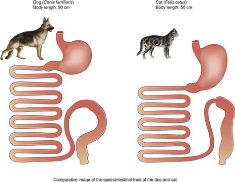 Are Cat And Dog Digestive Systems Different