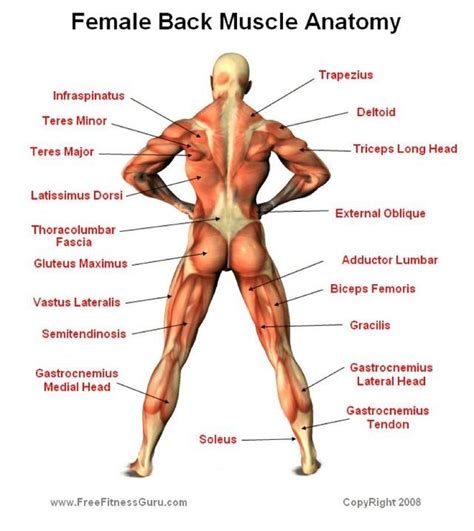 Back muscles diagram body muscles labeled science of anatomy. Pin by Aime Winans on Prep food Competition | Muscle ...