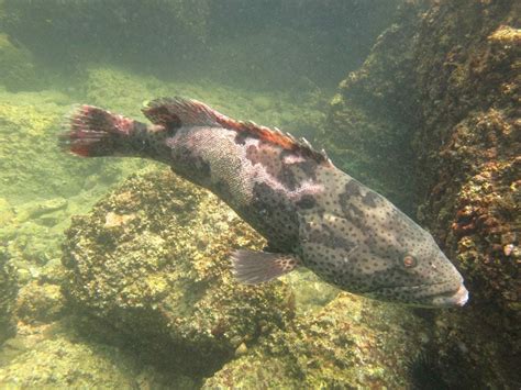 Orange Spotted Grouper 114e Hk Reef Fish