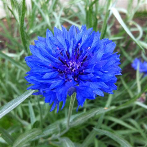 50 Bouquet Blue Cornflower Seeds Welldales