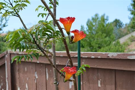 This flowering tree is an extremely versatile choice. Fernandoa magnifica flowering in Southern California