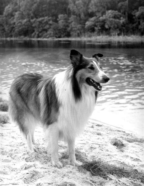 Lassie Wikipedia