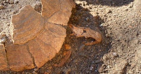 Archaeologists Find Remains Of Year Old Tortoise In Pompeii Ruins