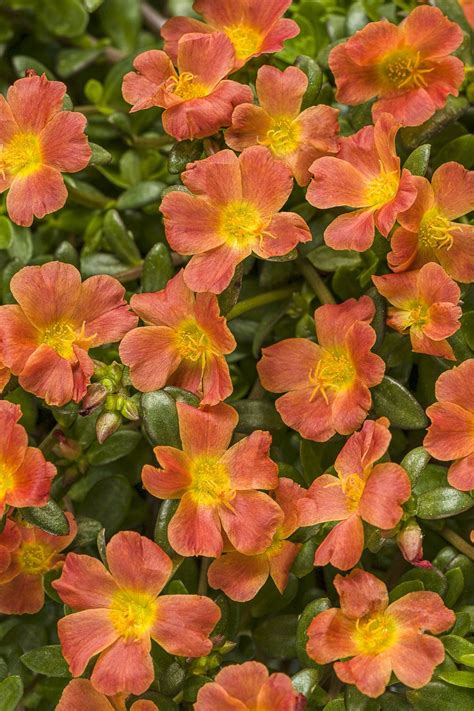 It tends to sprawl across the ground, and will need to be cut back to be maintained. Mojave® Tangerine - Purslane - Portulaca umbraticola ...