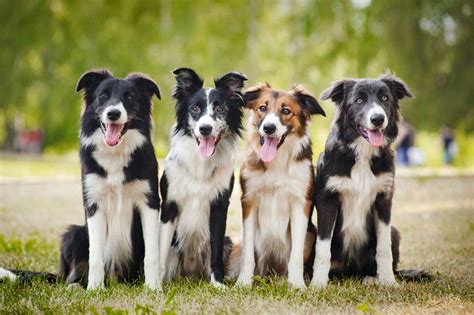 Browse 472 tricolor border collie stock photos and images available, or start a new search to explore more stock photos and images. Most Common Border Collie Health Issues | Lucy Pet