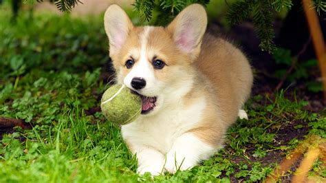 Dog Puppies Corgi Wallpapers Hd Desktop And Mobile Backgrounds