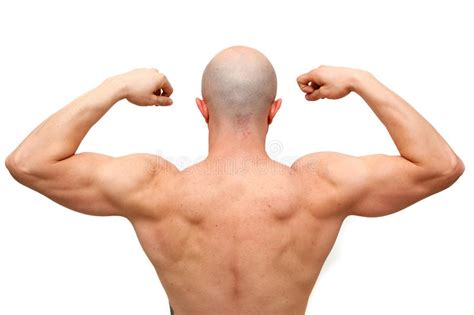 Body Builder Back Stock Photo Image Of Triceps Male 13825894